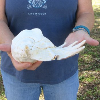 13" Giant Spider Conch