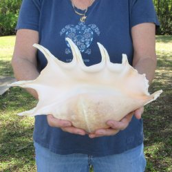 13" Giant Spid...