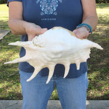 13" Giant Spider Conch