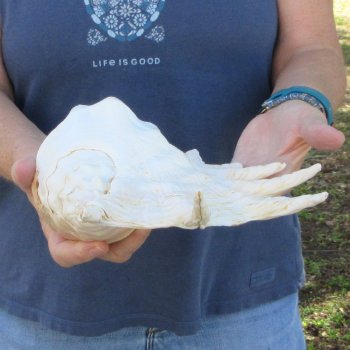 13" Giant Spider Conch