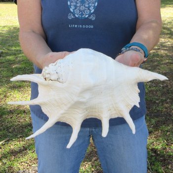 13" Giant Spider Conch