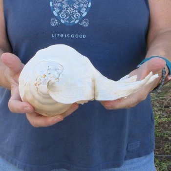 13" Giant Spider Conch