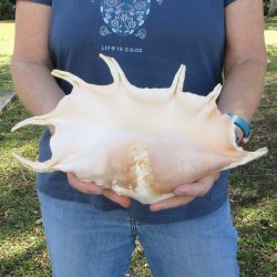 13" Giant Spid...