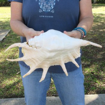 13" Giant Spider Conch