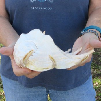13" Giant Spider Conch