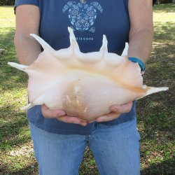 13" Giant Spid...