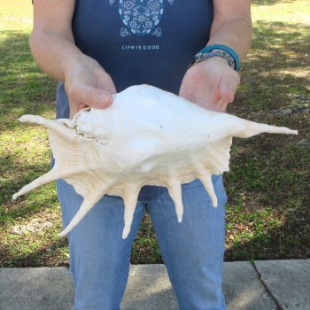 13" Giant Spider Conch