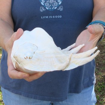 13" Giant Spider Conch