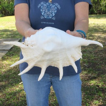 13" Giant Spider Conch