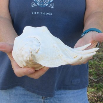 13" Giant Spider Conch