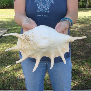 13" Giant Spider Conch