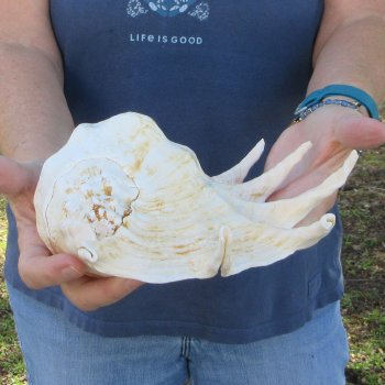 13" Giant Spider Conch