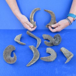 Ten piece Ram Horns...