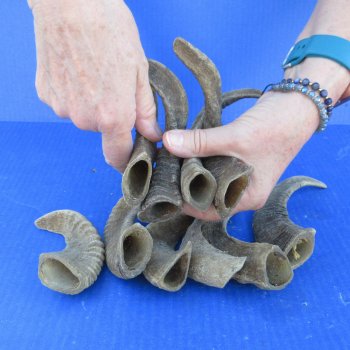 Ten piece Ram Horns, Sheep Horns 5" to 9"