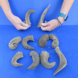 Ten piece Ram Horns...