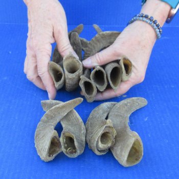 Ten piece Ram Horns, Sheep Horns 5" to 9"