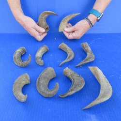 Ten piece Ram Horns...