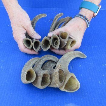 Ten piece Ram Horns, Sheep Horns 5" to 9"
