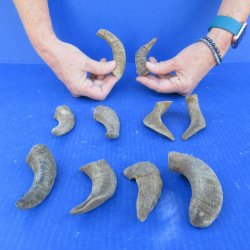 Ten piece Ram Horns...