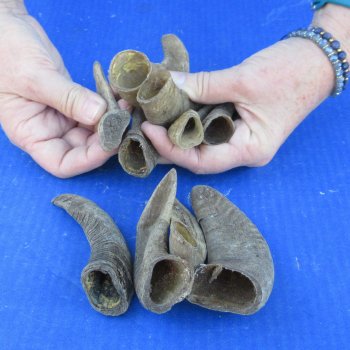Ten piece Ram Horns, Sheep Horns under 5"