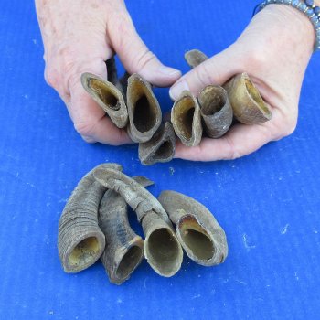 Ten piece Ram Horns, Sheep Horns under 5"