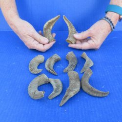 Ten piece Ram Horns...