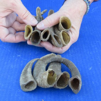 Ten piece Ram Horns, Sheep Horns under 5"