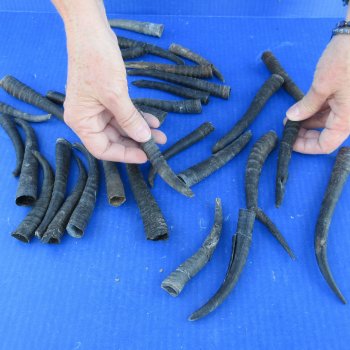 Thirty piece B-Grade African Female Springbok Horns 4" to 7"