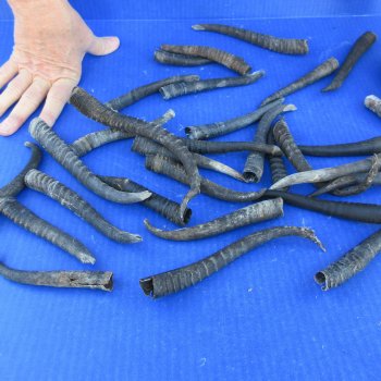 Thirty piece B-Grade African Female Springbok Horns 4" to 7"