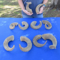 Ten piece Ram Horns...