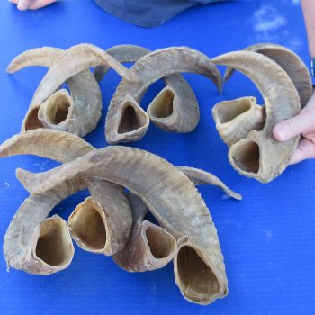 Ten piece Ram Horns, Sheep Horns 12" to 18"