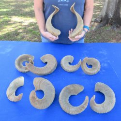 Ten piece Ram Horns...