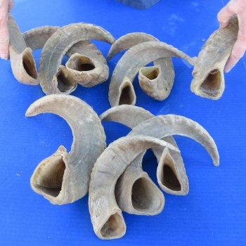 Ten piece Ram Horns, Sheep Horns 12" to 18"