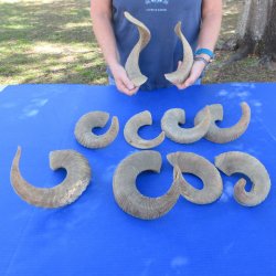 Ten piece Ram Horns...
