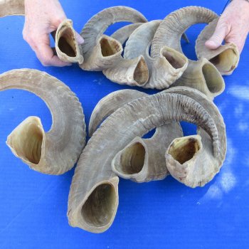 Ten piece Ram Horns, Sheep Horns 12" to 18"