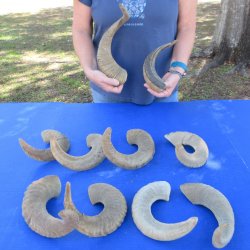 Ten piece Ram Horns...