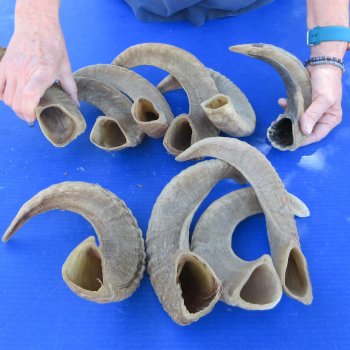 Ten piece Ram Horns, Sheep Horns 12" to 18"