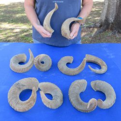 Ten piece Ram Horns...