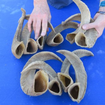 Ten piece Ram Horns, Sheep Horns 12" to 18"