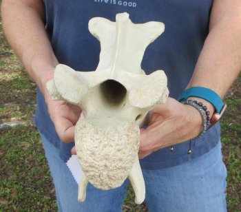11-1/2" Giraffe Neck Vertebra Bone