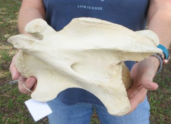11-1/2" Giraffe Neck Vertebra Bone