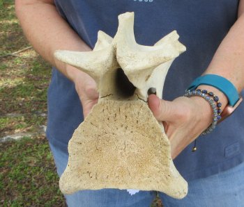 11-1/2" Giraffe Neck Vertebra Bone