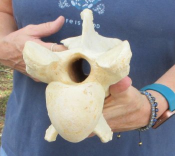 13-1/4" Giraffe Neck Vertebra Bone