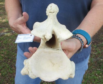 13-1/4" Giraffe Neck Vertebra Bone
