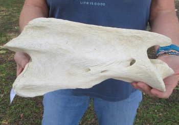 13-1/4" Giraffe Neck Vertebra Bone