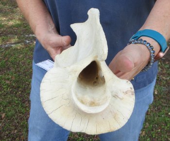 13-1/4" Giraffe Neck Vertebra Bone