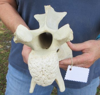 11-1/4" Giraffe Neck Vertebra Bone