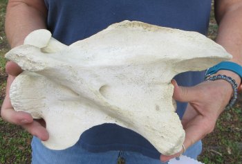 11-1/4" Giraffe Neck Vertebra Bone