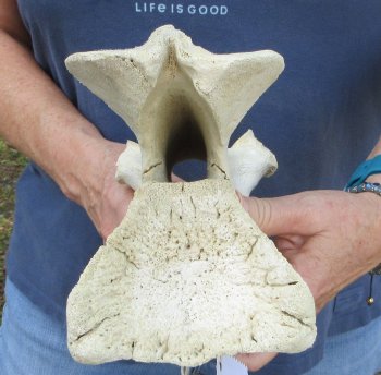 11-1/4" Giraffe Neck Vertebra Bone