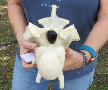 12-1/4" Giraffe Neck Vertebra Bone